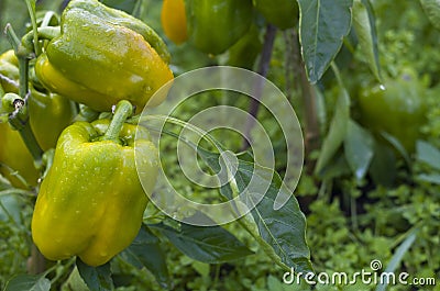 Ripening yellow sweet peppers Stock Photo