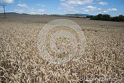 Ripening yellow wheat ears on field at summer time. Golden wheats Triticum spikelets with blue cloudy sky background Stock Photo