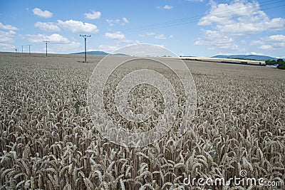 Ripening yellow wheat ears on field at summer time. Golden wheats Triticum spikelets with blue cloudy sky background Stock Photo