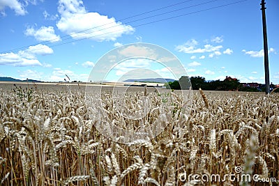 Ripening yellow wheat ears on field at summer time. Golden wheats Triticum spikelets with blue cloudy sky background Stock Photo