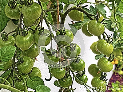 Ripening of young green ornamental tomatoes in the home vegetable garden, Brienz - Canton of Bern, Switzerland / Schweiz Stock Photo