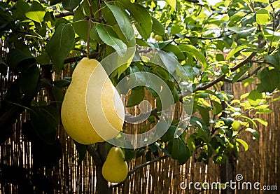 Rippe pear in the orchard ready for harvests Stock Photo