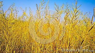 A Ripping mustard crop field with blue sky Stock Photo