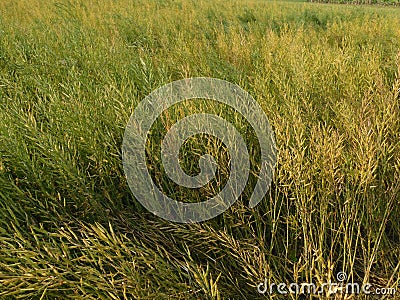 Mustard seed with the trees and the mustard plant is a plant species in the genera Brassica Stock Photo