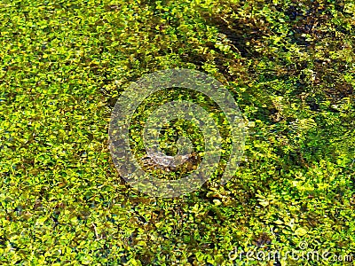 Rippled and sparkling water reflects bright green nature abstract Stock Photo