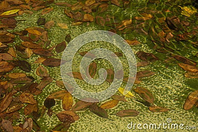 Ripples of water in a poorly maintained garden pond littered with leaves and algae overgrowth Stock Photo