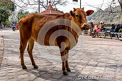 Rishikesh, Uttarakhand , India - 29.03.2023: Traditional road to temple in India, sacred animal cows on the street Editorial Stock Photo