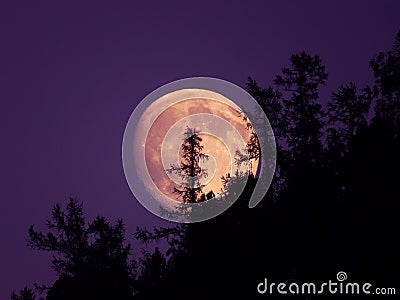 Rising from behind the trees the moon Stock Photo