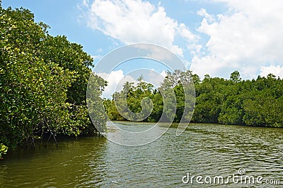 Madu river and tropical rain forest in river bank , Bentota , Sri Lanka. Stock Photo