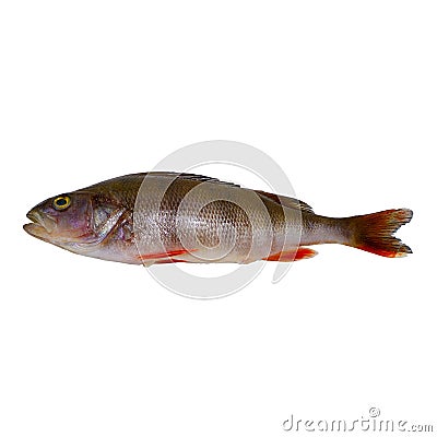 River bass isolated on white background. Stock Photo