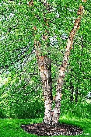 River BIrch Tree Stock Photo