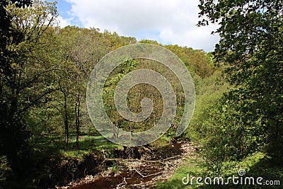 River Calder in woodland, Calder Vale, Lancashire Stock Photo