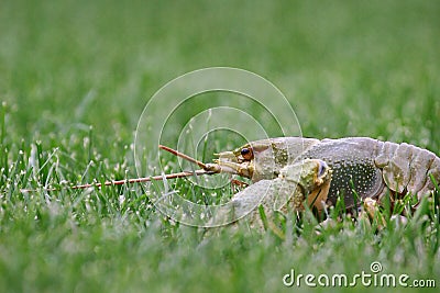 River cancer Stock Photo