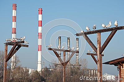 River city gulls Stock Photo