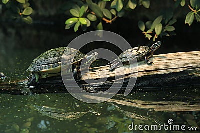 River and Eastern painted turtle Stock Photo