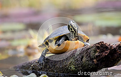 River Cooter Turtle on a log in the Okefenokee Swamp