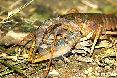 River crayfish / Astacus fluviatilis Stock Photo