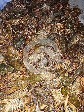 river crayfish in a bucket. Caught crayfish Stock Photo