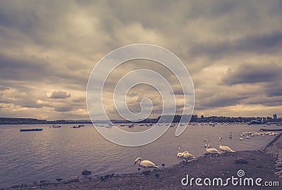 River Danube small fishing boats, swans, haze effect Stock Photo