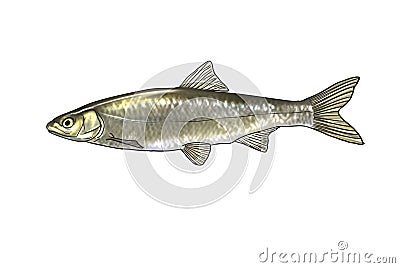 River fish Cartoon Illustration