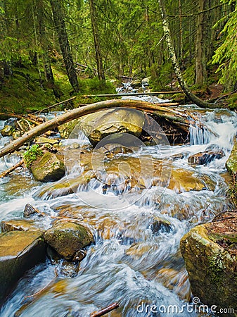 River flowing through the mountain hills wild nature. Prut river in Carpathian Mountains, Hoverla Peak. Fast stream water with Stock Photo