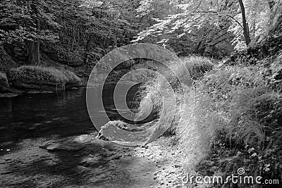 River flowing through woodland Stock Photo