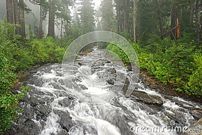 River in a Forest Stock Photo