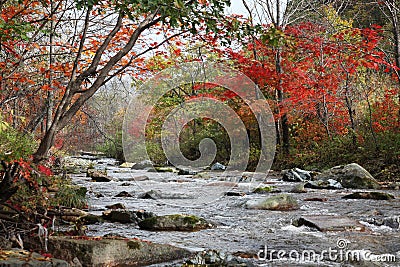 River in forest Stock Photo