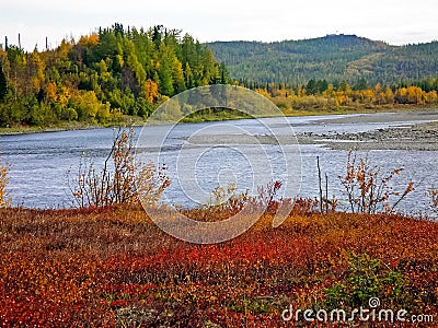 River and forest. Autumn on the Yamal Peninsula under Stock Photo