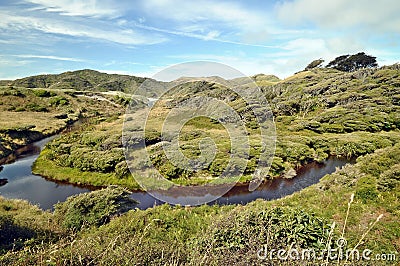 River going trough windswept coastal forest Stock Photo