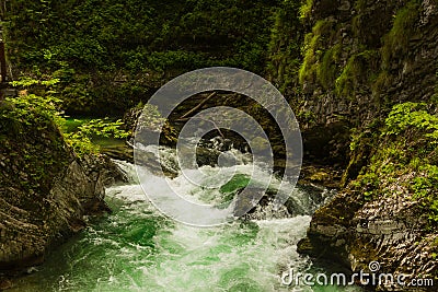 River in green forest in Canyon Vintgar, Triglav Stock Photo