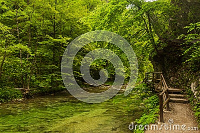 River in green forest in Canyon Vintgar, Triglav Stock Photo