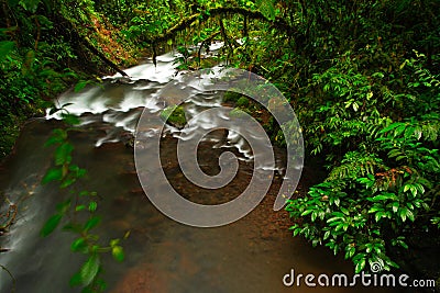 River in green tropic forest. La Paz Waterfall gardens, with green tropical forest in Costa Rica. Mountain tropic forest with rive Stock Photo