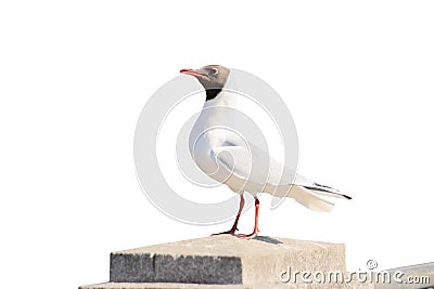 river gull on a granite pillar Stock Photo