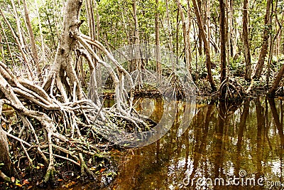 Mangrove habitat at Celestun, Yucatan, Mexiaco Stock Photo