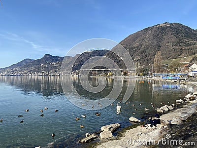 River and lake birds on the surface of Lake Geneva lac de GenÃ¨ve, lac LÃ©man or Genfersee, Villeneuve - Switzerland / Suisse Editorial Stock Photo