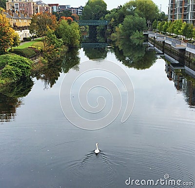 River Liffey Swan Ireland Stock Photo