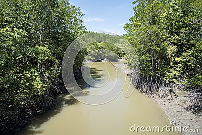 River in the mangrove at Can Gio`s Monkey Island. Stock Photo