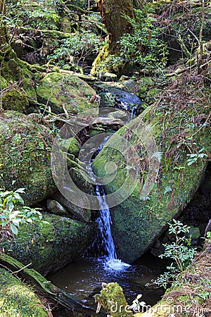 River in moss forest in Yakushima Island Stock Photo