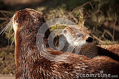 River otter Stock Photo