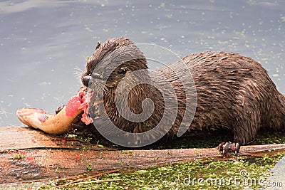 River Otter Feeding on Trout, Yellowstone Stock Photo