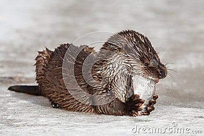 A river otter on the ice eats a caught fish. The otter is a mustelid family. Lutra vulgaris. Happy hunting Stock Photo