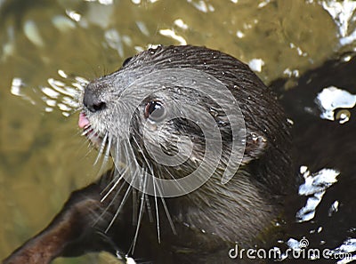 Little Pink Tongue Sticking Out of the River Otter`s Mouth Stock Photo
