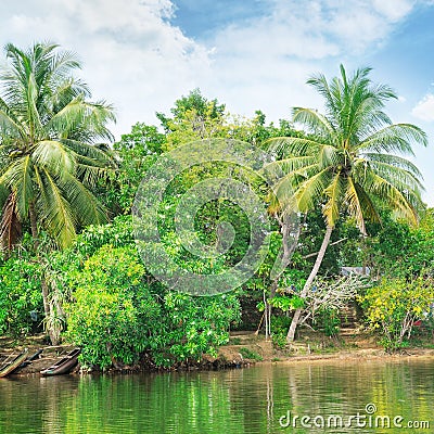 river with palm trees on shores Stock Photo