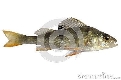 River perch, isolated on white background, striped fry bass Stock Photo