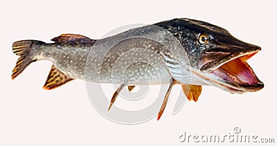 River pike with open throat Stock Photo