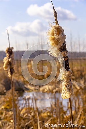 River plant - fluffy reed against a blurred unfocus background of rural nature Stock Photo