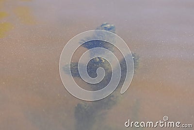 River plant in water closeup in sunny summer day Stock Photo