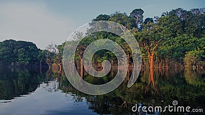 River and rain forest at Amazonas, Brazil Stock Photo