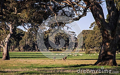 Kangaroos running among cows and red gum trees in the countryside around Penhurst, Victoria, Australia, Stock Photo